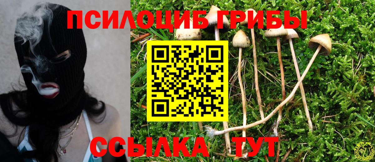 Псилоцибиновые грибы Psilocybe Стерлитамак